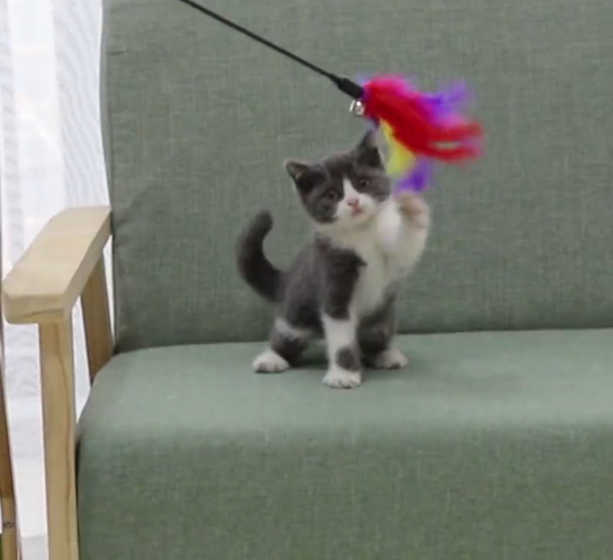 SG Cat teaser stick 60CM Funny Pet Cat Kitten Teaser Bell Simulated rabbit hair Feather Stick Wand Training Toy